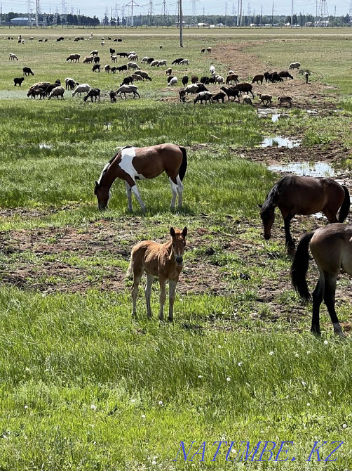 Мен жылқы сатамын  Астана - изображение 2