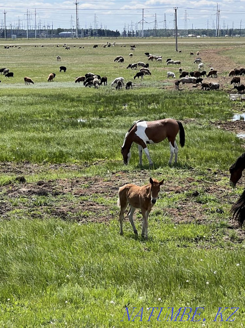 Мен жылқы сатамын  Астана - изображение 4