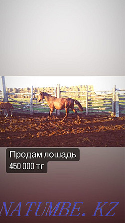 Horses of different ages Kostanay - photo 1