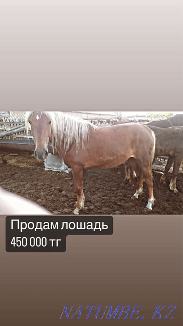 Лошади разных возрастов Костанай - изображение 2