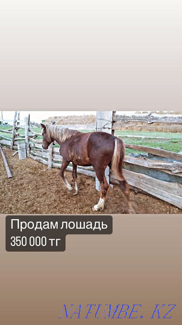 Лошади разных возрастов Костанай - изображение 5
