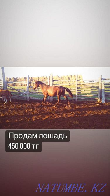 Лошади разных возрастов Костанай - изображение 1