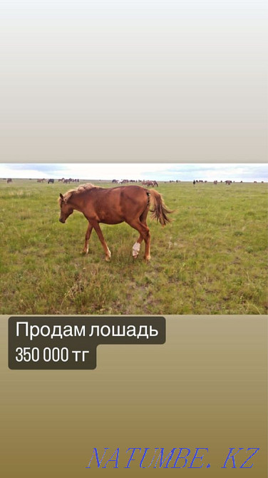 Лошади разных возрастов Костанай - изображение 4