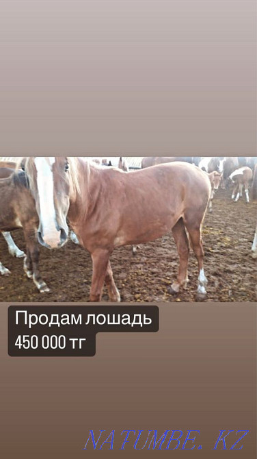 Лошади разных возрастов Костанай - изображение 3