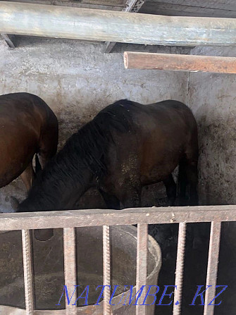 Fat horses in Atbasar Kokshetau - photo 5