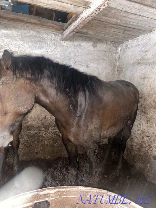 Fat horses in Atbasar Kokshetau - photo 3