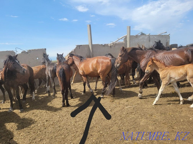 9 horses for sale Ekibastuz - photo 6