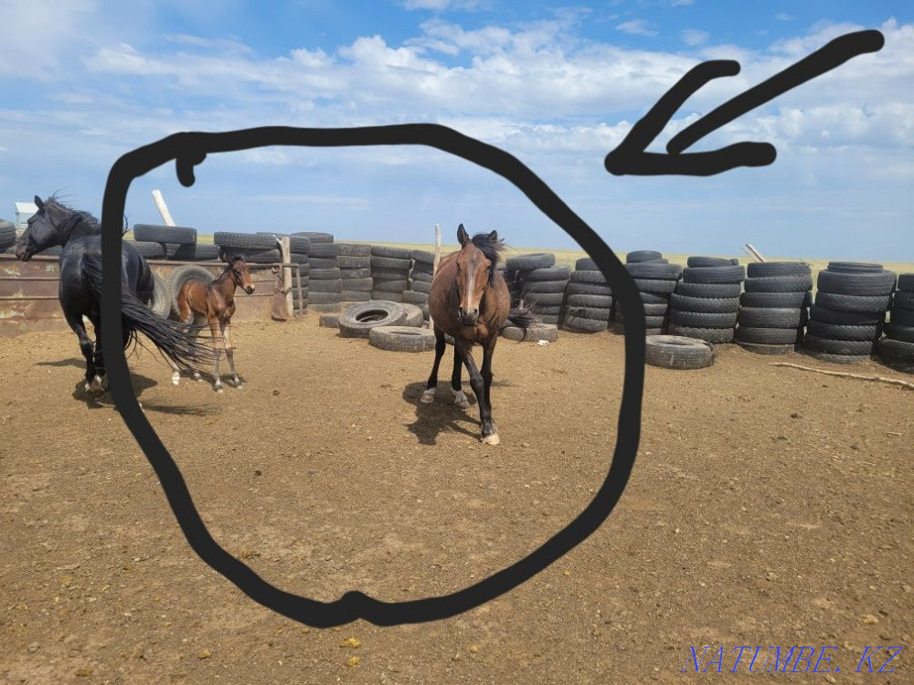 Продам лошади 9голов Экибастуз - изображение 3