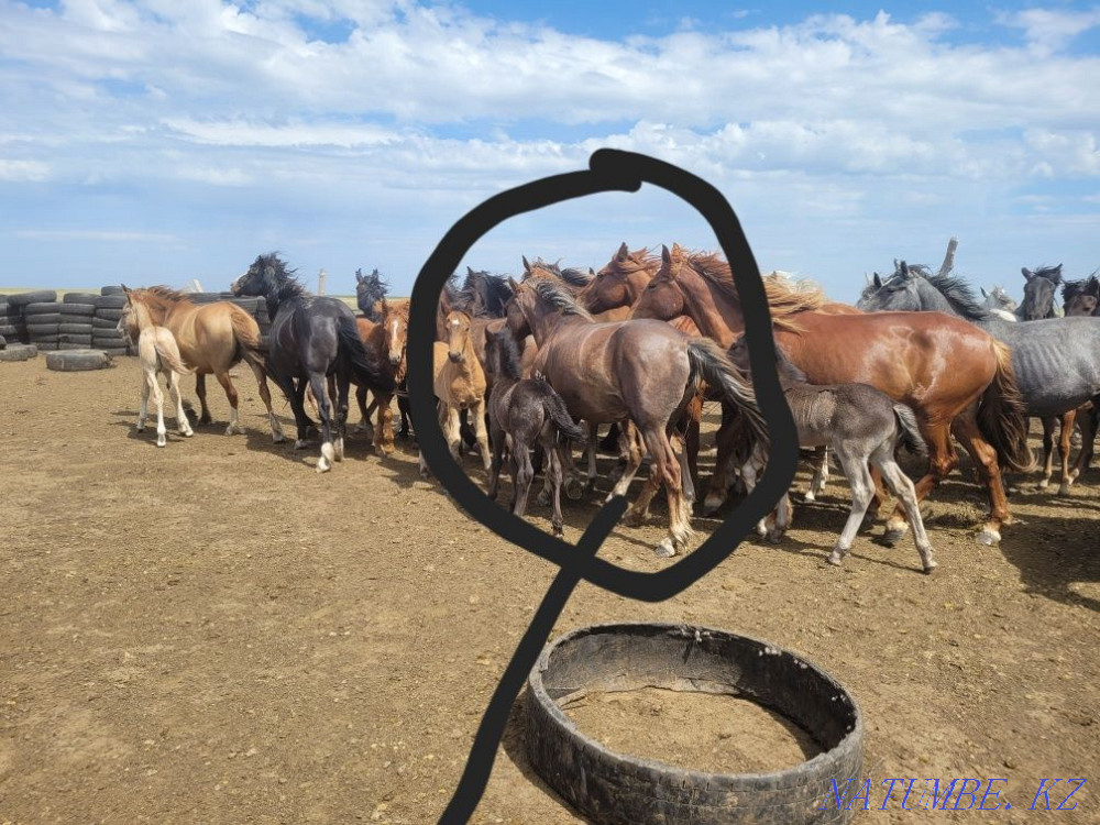 Продам лошади 9голов Экибастуз - изображение 2
