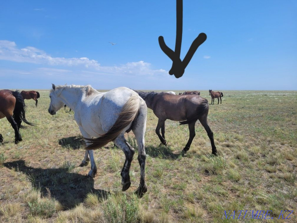 Продам лошади 9голов Экибастуз - изображение 8