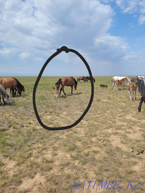 Продам лошади 9голов Экибастуз - изображение 4