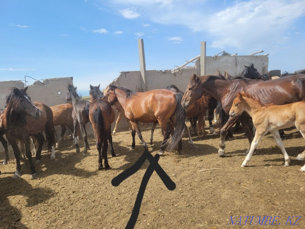 Продам лошади 9голов Экибастуз - изображение 6