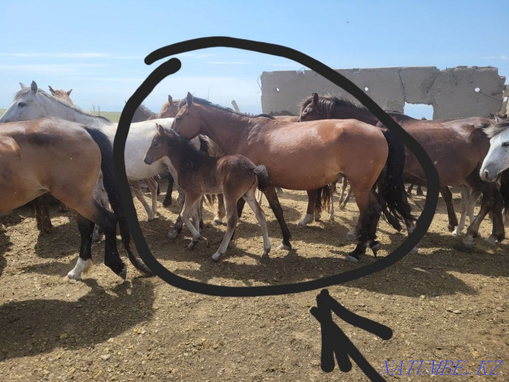 Продам лошади 9голов Экибастуз - изображение 1