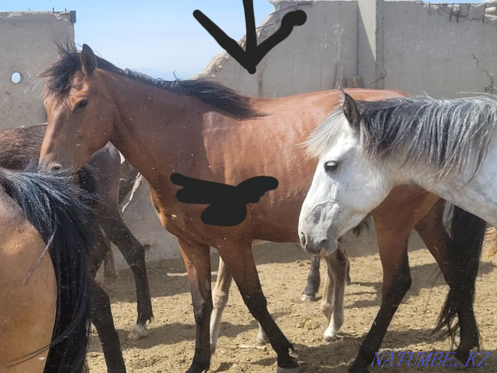 Продам лошади 9голов Экибастуз - изображение 7