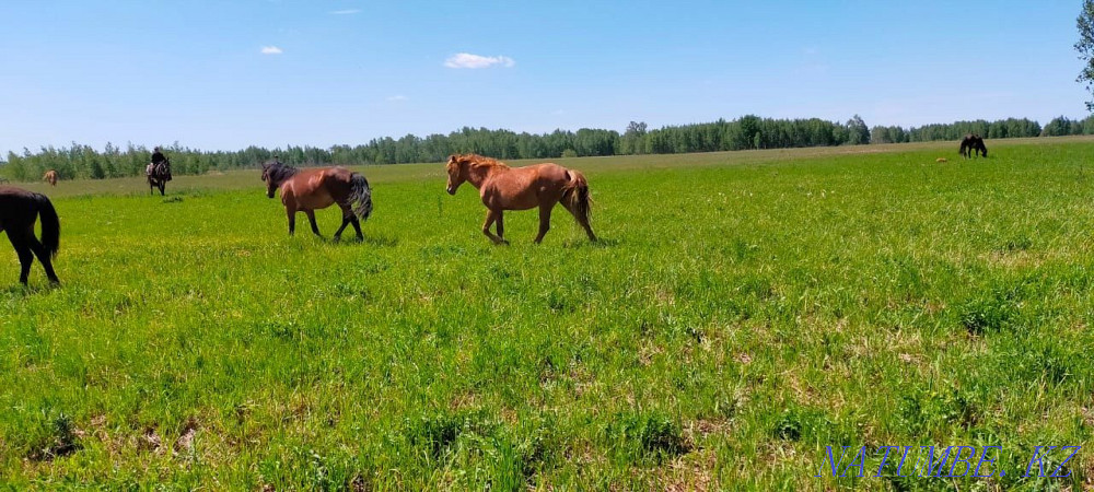 Baital horse prodom  - photo 4