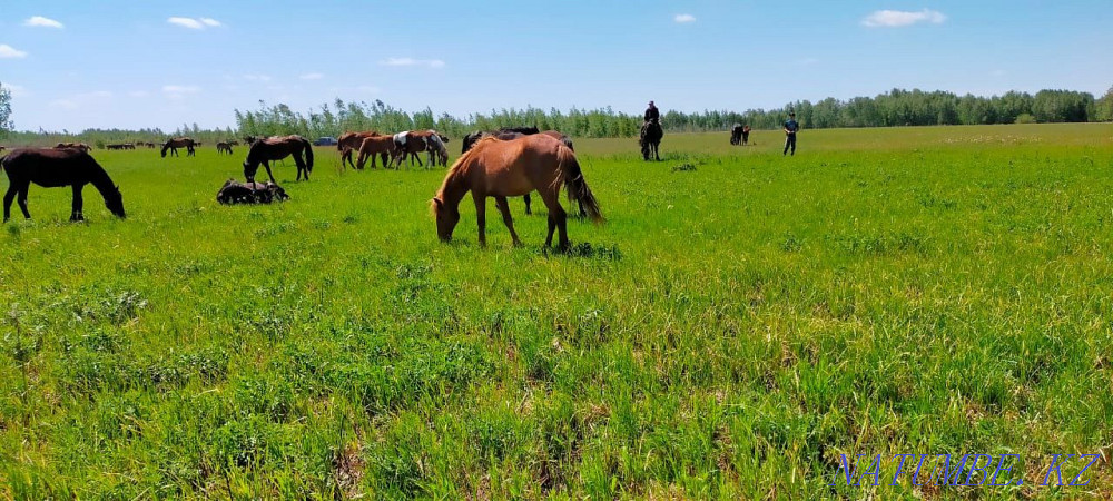 Baital horse prodom  - photo 2