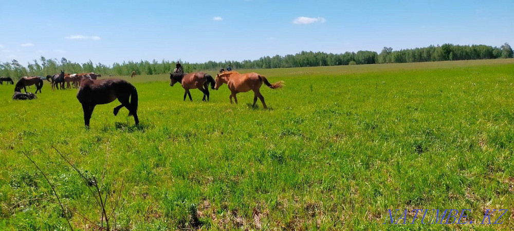 Baital horse prodom  - photo 1