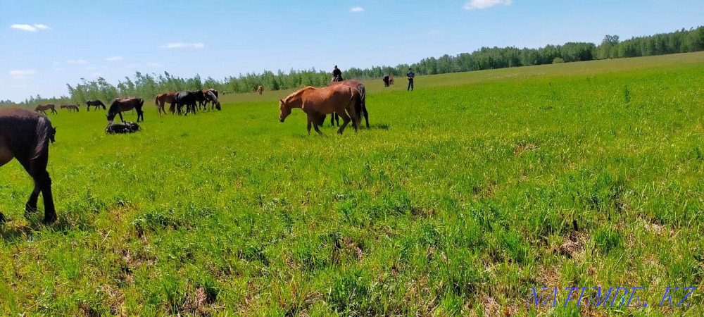 Baital horse prodom  - photo 3