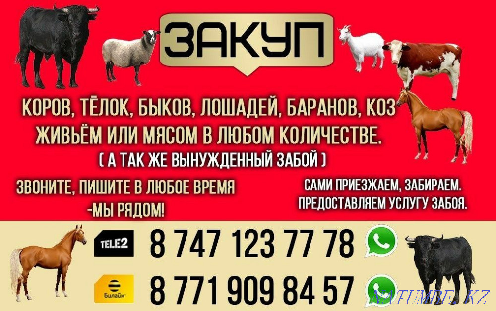 Heifer bulls cows horse  - photo 1