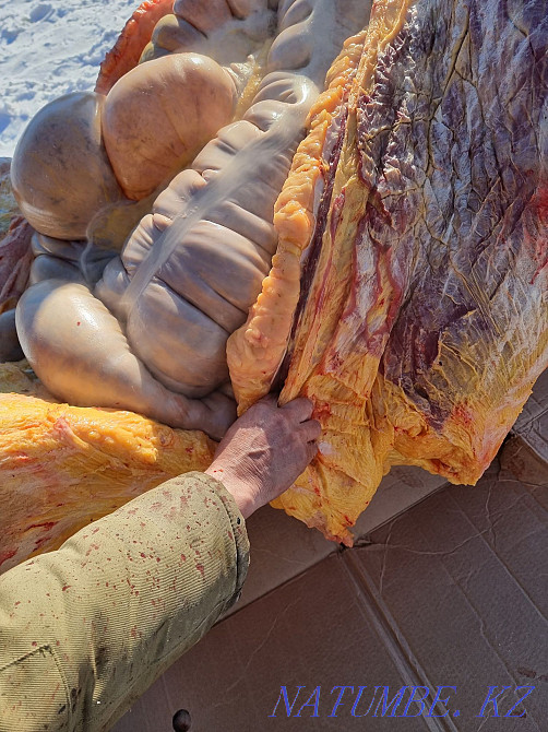 Fat horses for sale.  - photo 3