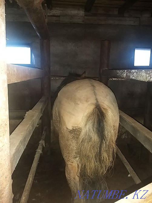 Fat horses for sale.  - photo 5