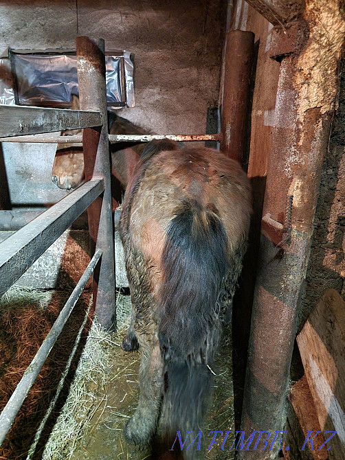 Fat horses for sale.  - photo 1