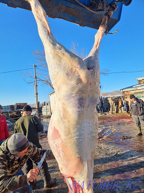 Fat horses for sale.  - photo 2