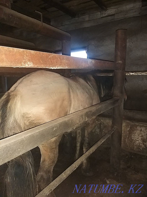 Fat horses for sale.  - photo 4