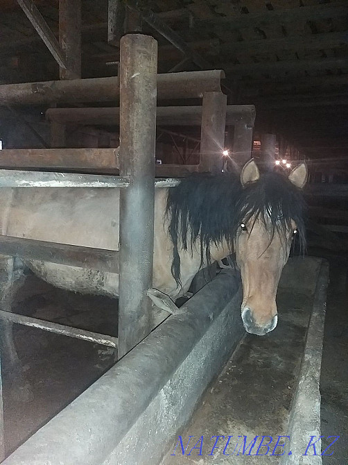 Fat horses for sale.  - photo 6