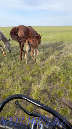 Лошади кобылы жерёбые Осакаровка - изображение 2