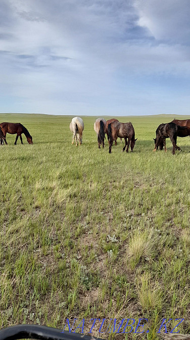 Horse mares foal Osakarovka - photo 1