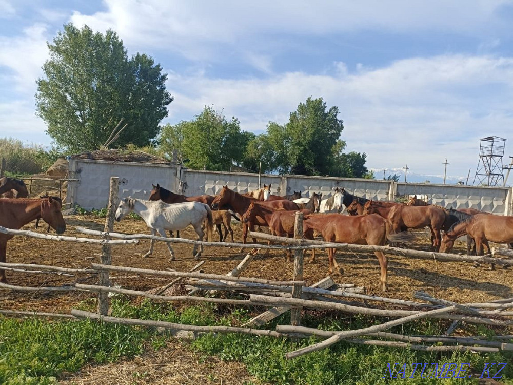 Horses, mares__  - photo 4