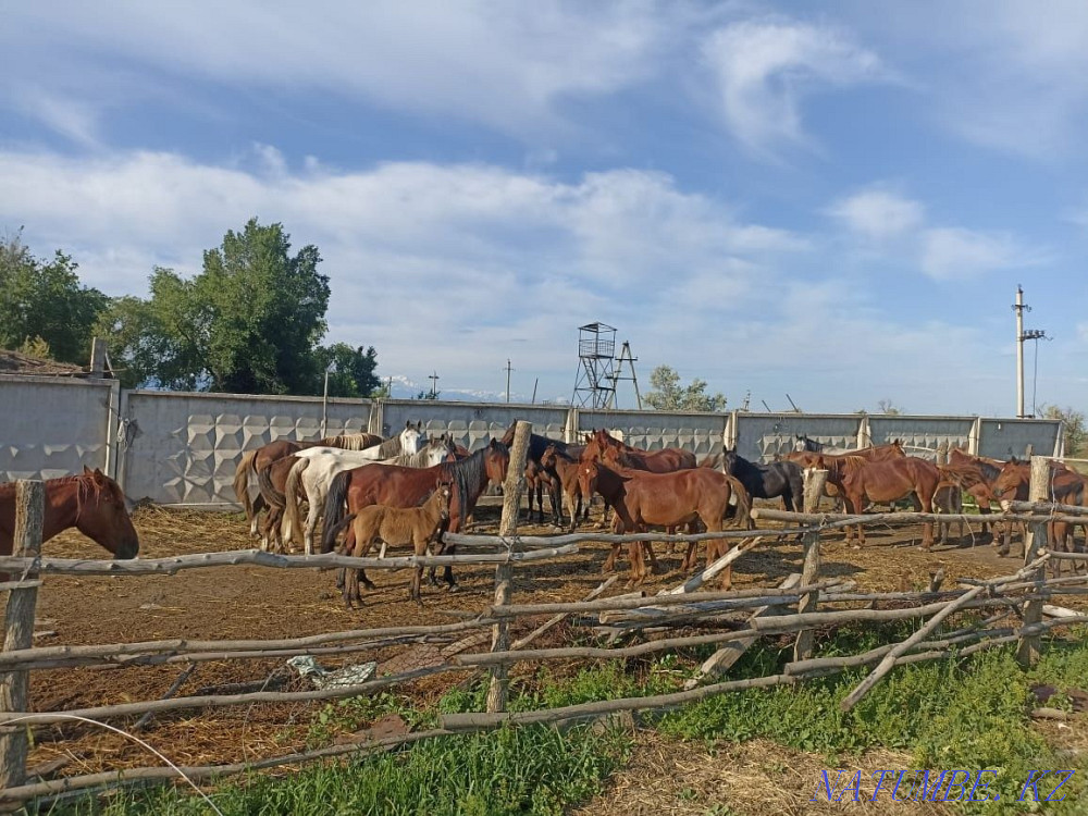 Horses, mares__  - photo 2