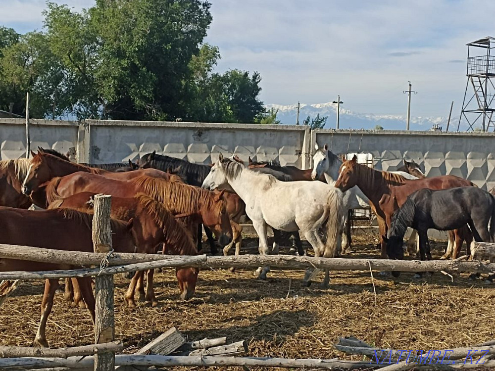 Horses, mares__  - photo 5