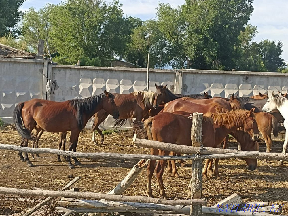 Horses, mares__  - photo 1