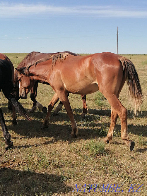 Лошади разных возрастов  - изображение 7