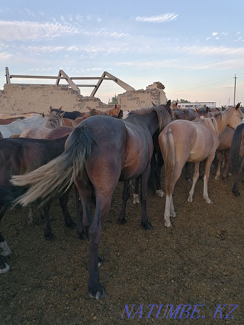 Лошади разных возрастов  - изображение 2