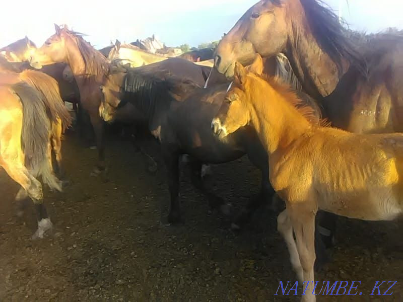 Лошади разных возрастов  - изображение 4