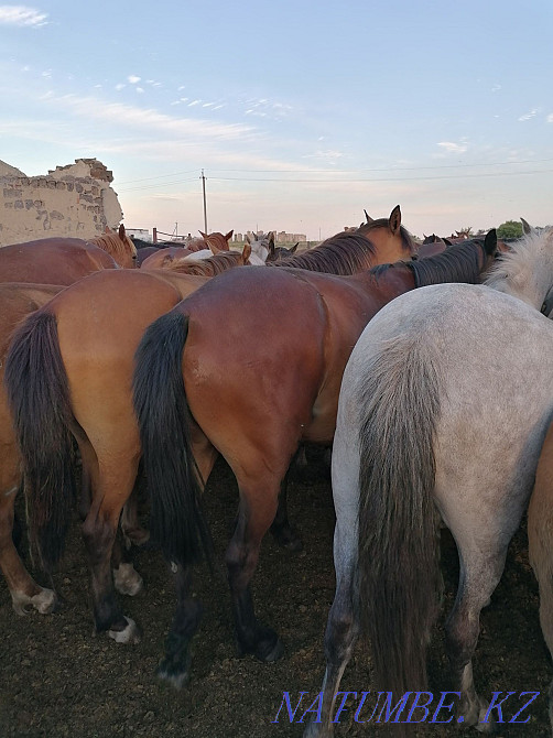 Лошади разных возрастов  - изображение 1