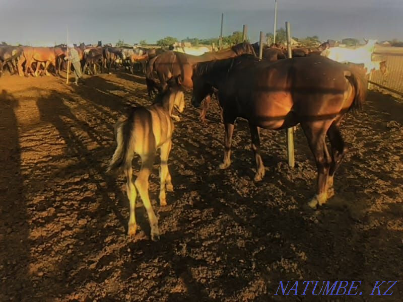 Лошади разных возрастов  - изображение 5