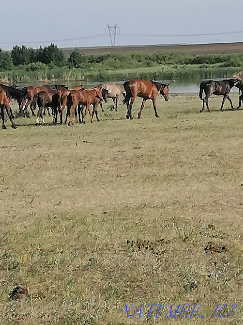 Лошади разных возрастов  - изображение 6