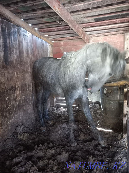 Horses for sale satu Shchuchinsk - photo 4