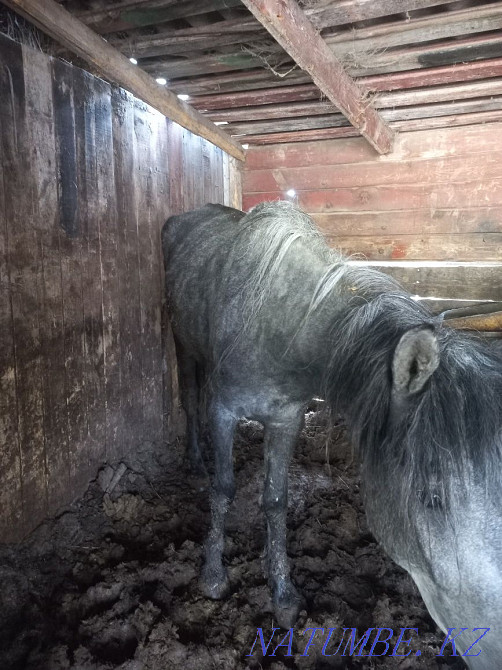 Horses for sale satu Shchuchinsk - photo 5