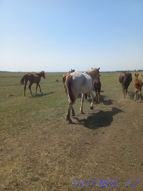 Horses for sale satu Shchuchinsk - photo 3