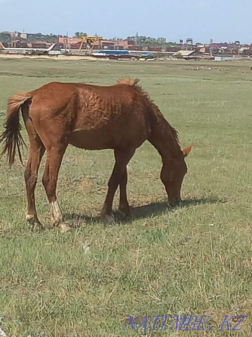 Horses for sale satu Shchuchinsk - photo 7