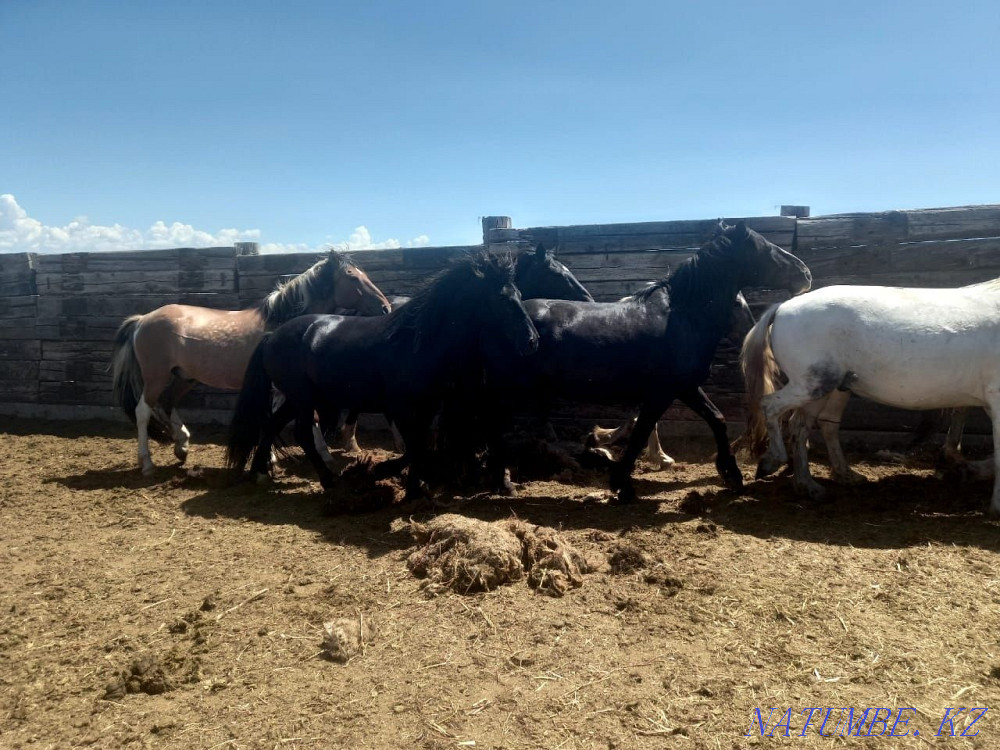 Аттар сатылады. Лошади продаются.  - изображение 2