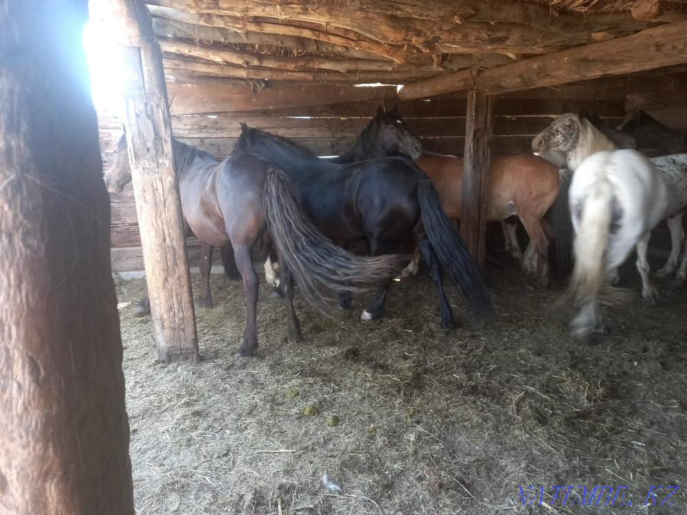 Аттар сатылады. Лошади продаются.  - изображение 3