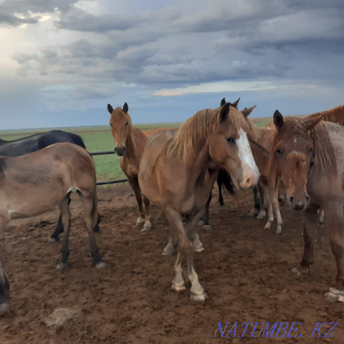 Mares (bieler) horses. Kostanay - photo 2