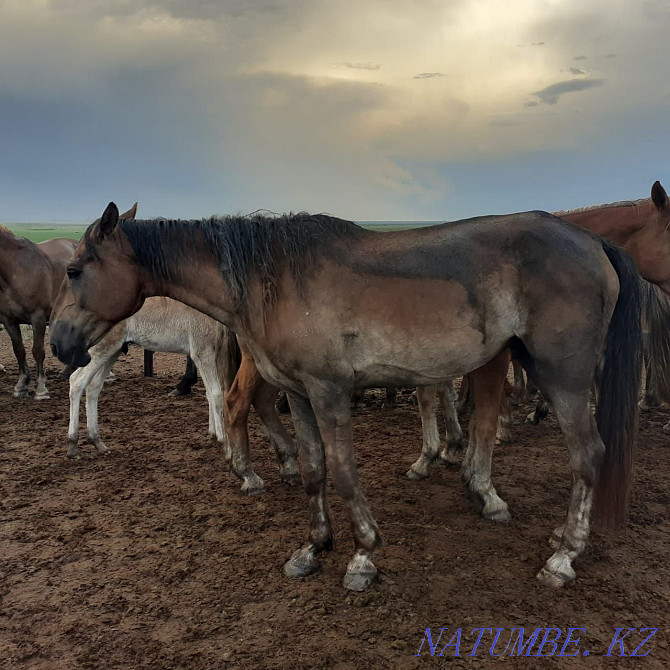 Mares (bieler) horses. Kostanay - photo 1