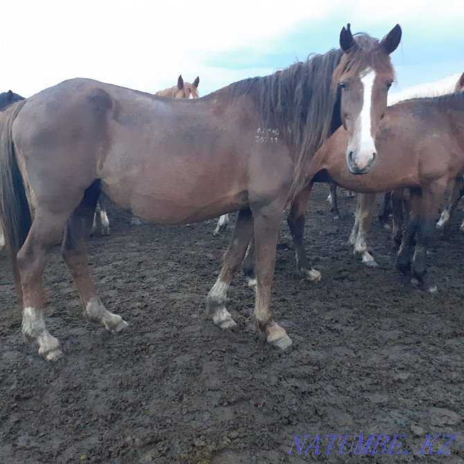 Mares (bieler) horses. Kostanay - photo 3